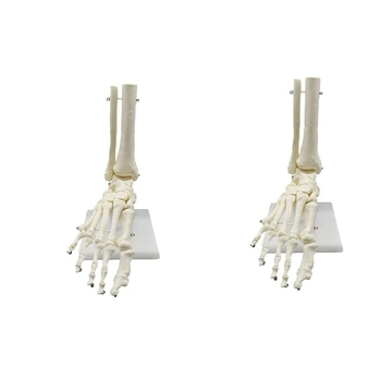 2X Анатомическая модел на крака на човешкия скелет в мащаб 1:1, стъпало и глезен с долната част на крака, анатомическая модел, уроци по анатомия