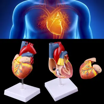 Анатомическая модел на човешкото сърце в разглобено формата, медицински обучителен инструмент по анатомия