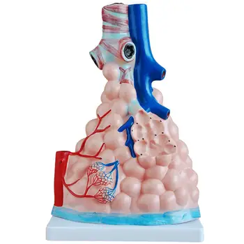 Комплект за обучение по анатомия на алвеоларен процес на човешкия бял дроб, увеличава Альвеолярную медицински модел на бронха от PVC
