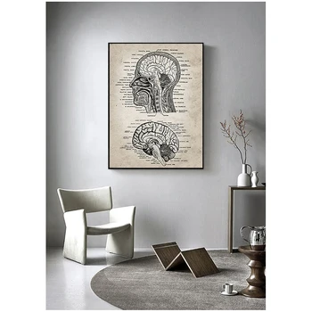 Ретро плакат с анатомията на човешката глава и мозъка, Невробиологията, Анатомия на човека, живопис, Стенен декор в офиса на лекарите, щампи върху платно